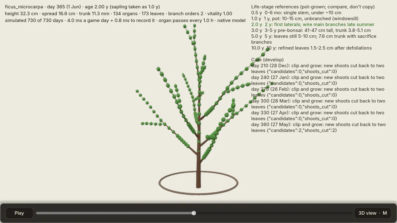 The slider at day 365: a branched young ficus.