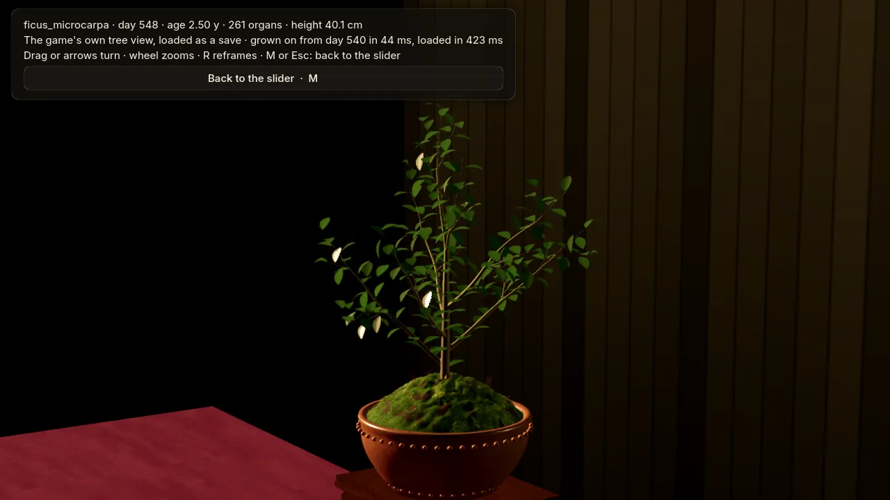 The same ficus on the exhibition stand with a clean dark background.