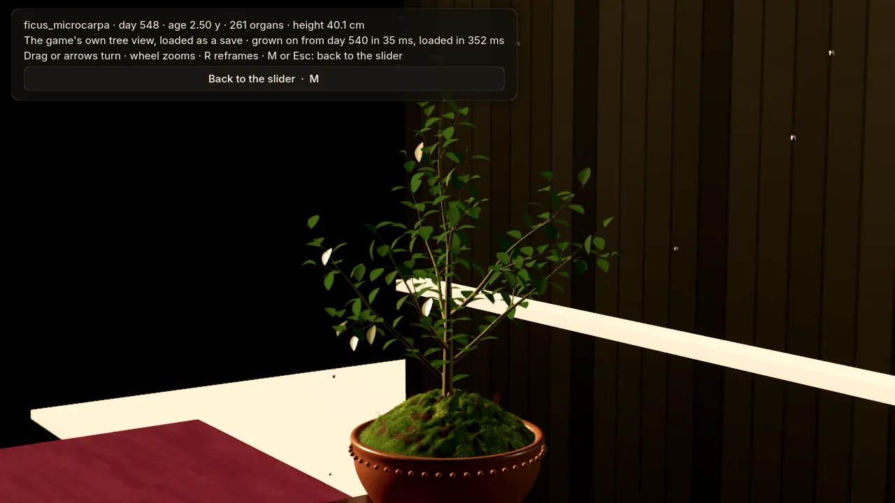 The ficus on the exhibition stand with white planks and specks in the dark behind it.