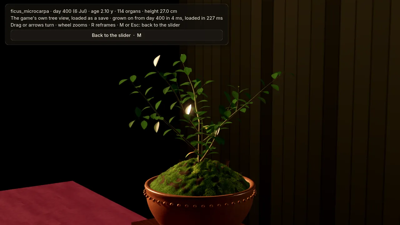 A ficus five days after its trunk was chopped at 12 cm.
