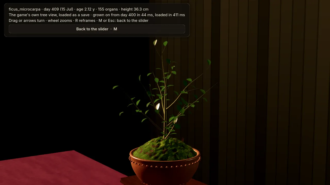 A ficus a month after defoliation, its branches mostly bare.