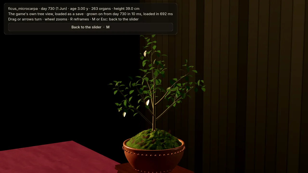 The refined ficus at three years, sparser than the developed one.