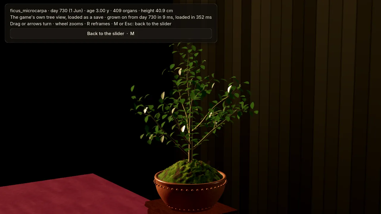 A ficus after two years with every leaf it ever grew, leafy along every branch.
