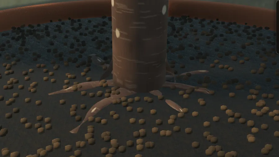The same cherry, second round: uneven roots that go under the soil.