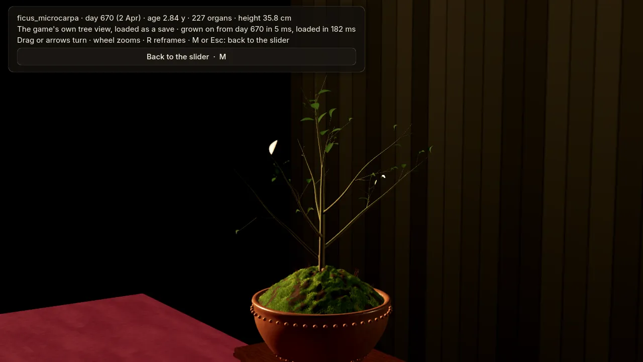 The refine ficus on 2 April under the old rule: a sparse crown of 52 leaves.