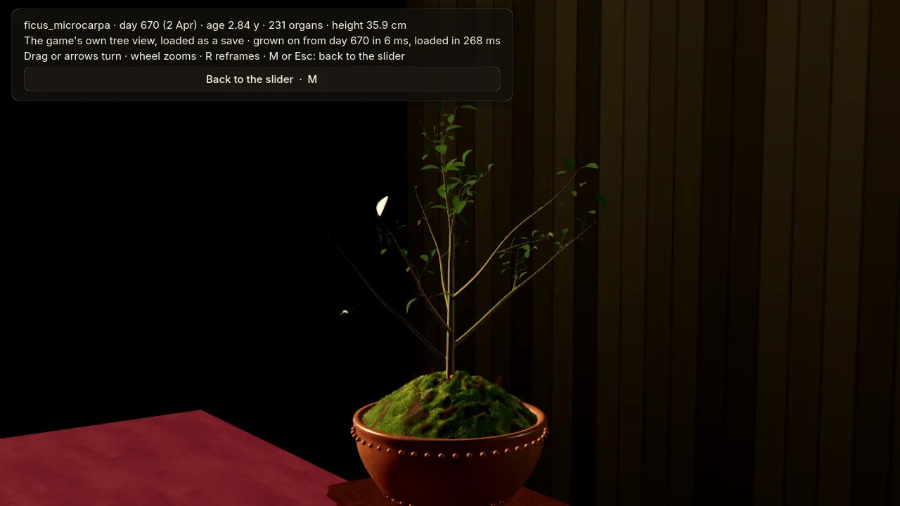 The same ficus on 2 April under the new rule: a full crown of 115 leaves.