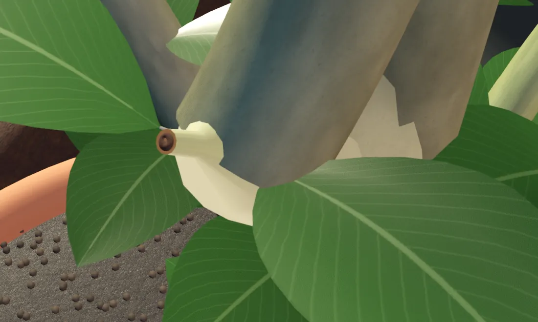 A ficus branch cut short beside the trunk, seen from just past the cut end; the stub's base and the junction below it glow a pale cream.