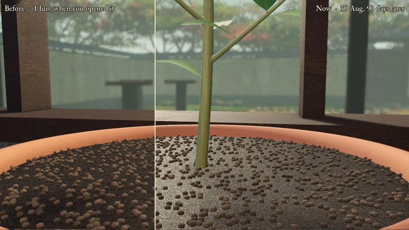 The same ficus compared with its picture from 1 June after 90 days: the right half of the tree taller and leafier.
