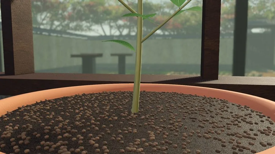 A close-up of the ficus trunk's base at the soil on 1 June.