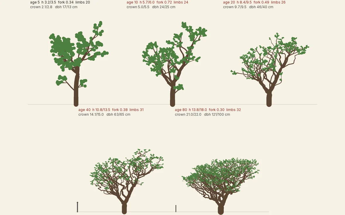 The accepted fig (calibration 9) in the lifecycle tool at 5, 10 and 20 years (top) and 40 and 80 years (bottom), grown unpruned in the ground. Each panel is scaled to fit; the thin post is a 1.75 m person. Labels compare the model with measured targets, and red marks an age with a miss. Side views from a development tool, not the game’s renderer.